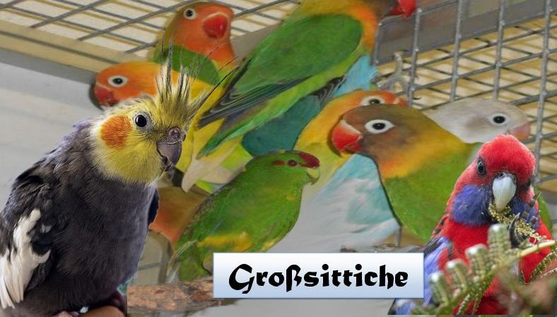 Großsittich - Mischungen